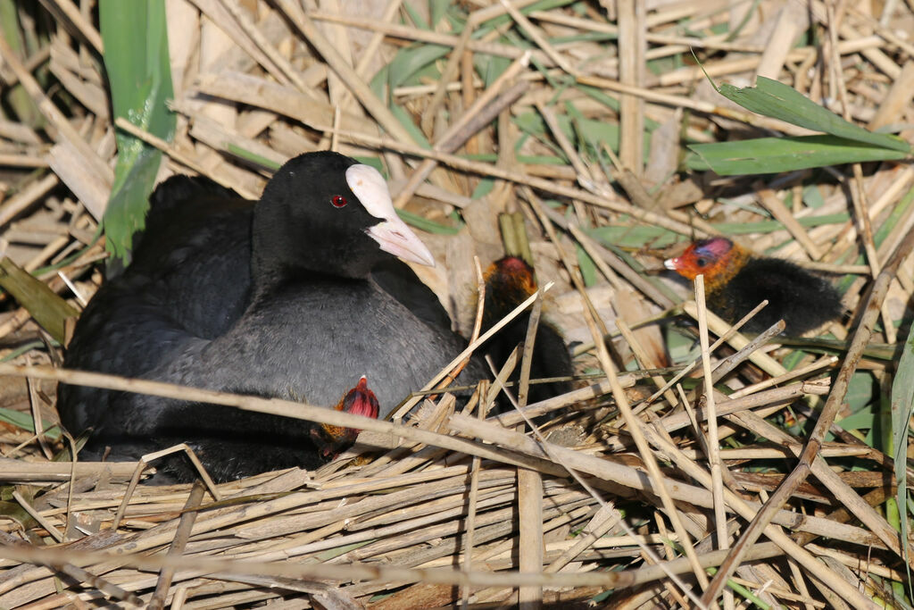 Eurasian Coot