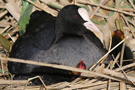 Eurasian Coot