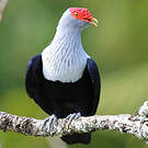 Founingo rougecap