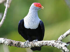 Seychelles Blue Pigeon