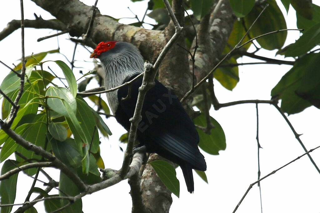 Seychelles Blue Pigeon