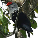 Founingo rougecap