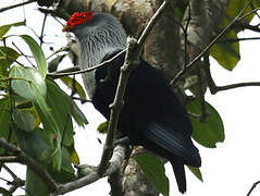 Seychelles Blue Pigeon