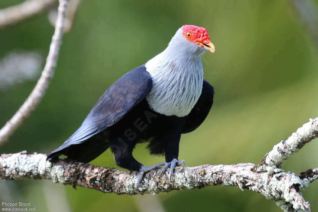 Seychelles Blue Pigeonadult, identification, Behaviour