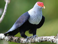 Seychelles Blue Pigeon