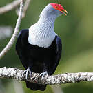 Founingo rougecap