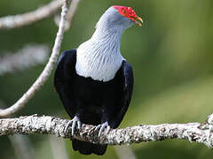 Seychelles Blue Pigeon