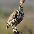 Francolin à cou jaune