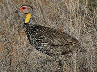 Francolin à cou jaune