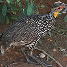 Francolin à cou jaune