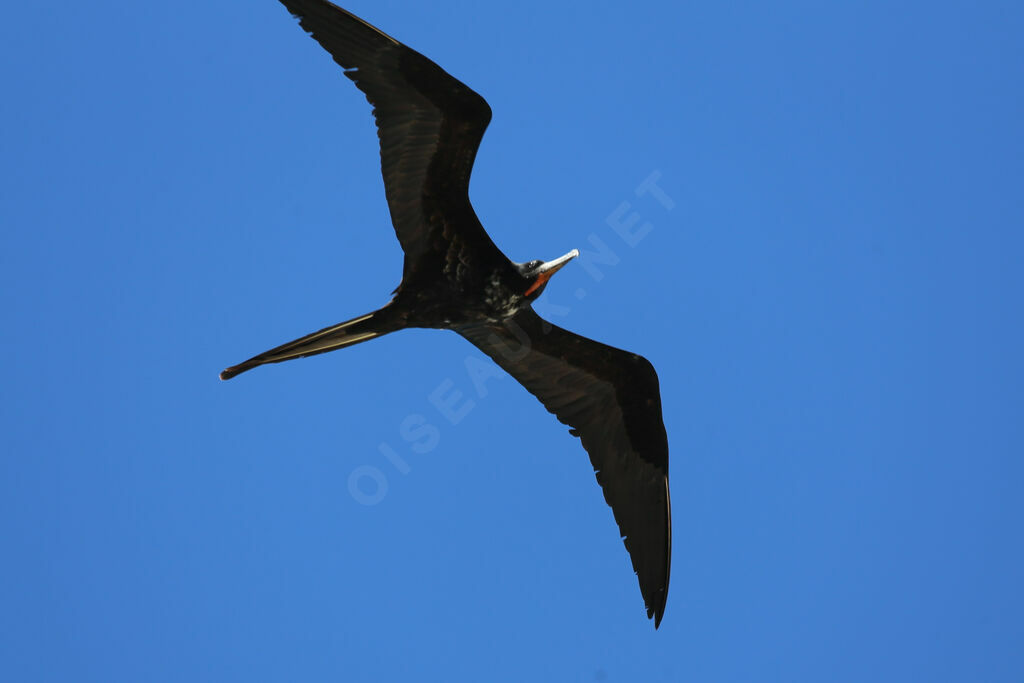 Magnificent Frigatebird