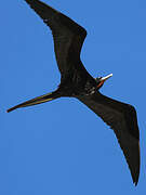 Magnificent Frigatebird