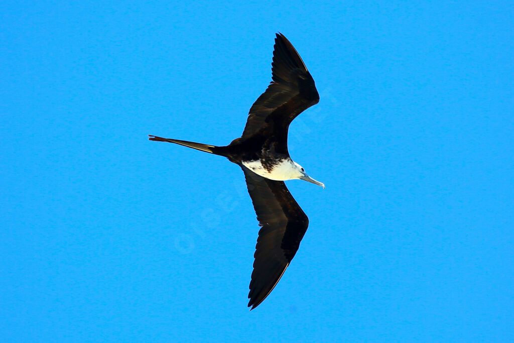 Magnificent Frigatebird female