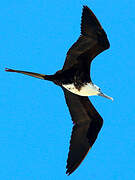 Magnificent Frigatebird