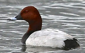 Common Pochard