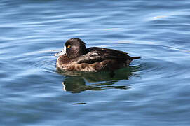 Tufted Duck