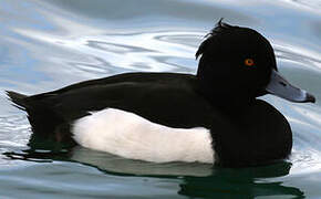 Tufted Duck