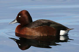 Ferruginous Duck