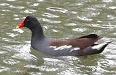 Gallinule d'Amérique