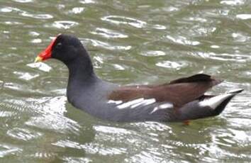 Gallinule d'Amérique