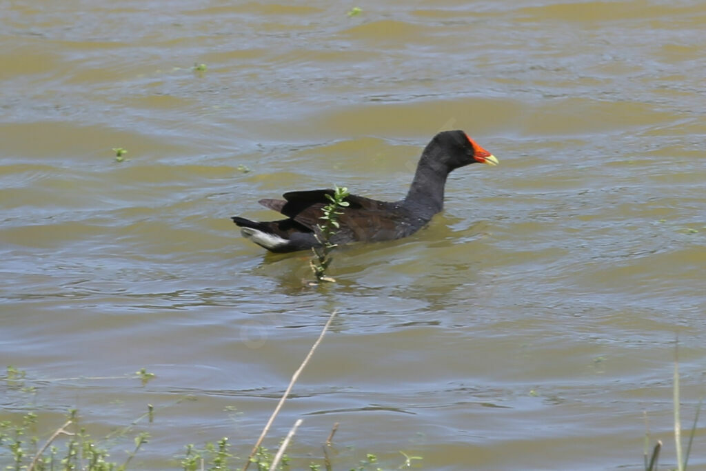 Gallinule d'Amérique