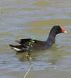 Gallinule d'Amérique