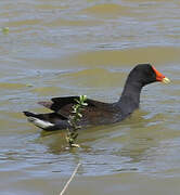 Common Gallinule