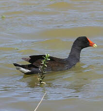 Gallinule d'Amérique