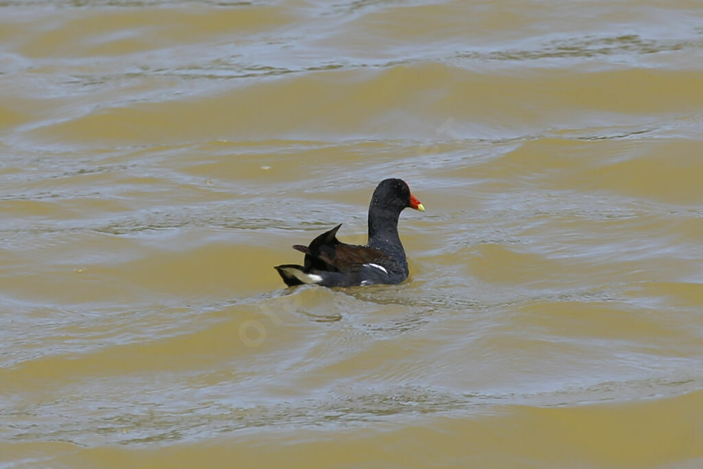 Gallinule d'Amérique