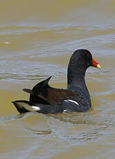 Gallinule d'Amérique