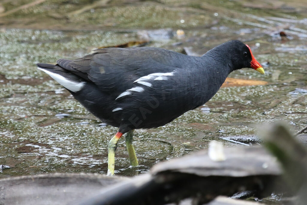 Gallinule poule-d'eau