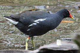 Common Moorhen