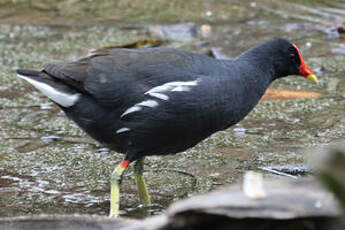 Gallinule poule-d'eau