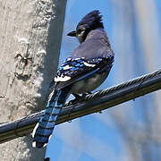 Blue Jay