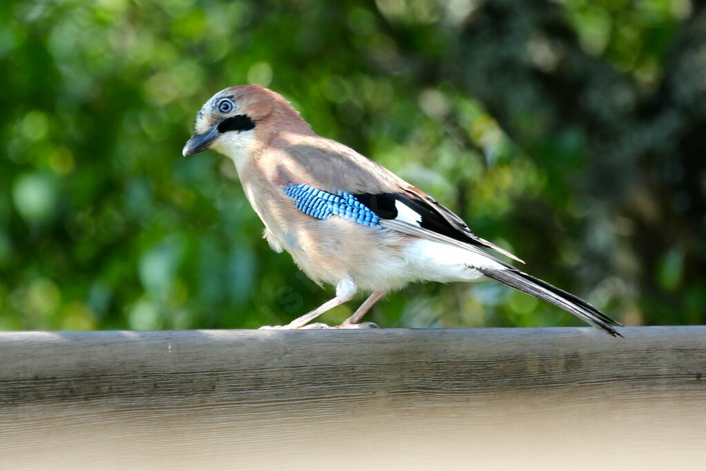 Eurasian Jay