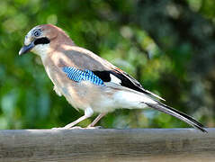 Eurasian Jay