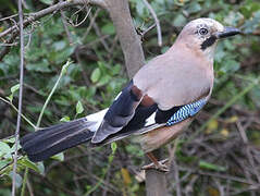 Eurasian Jay