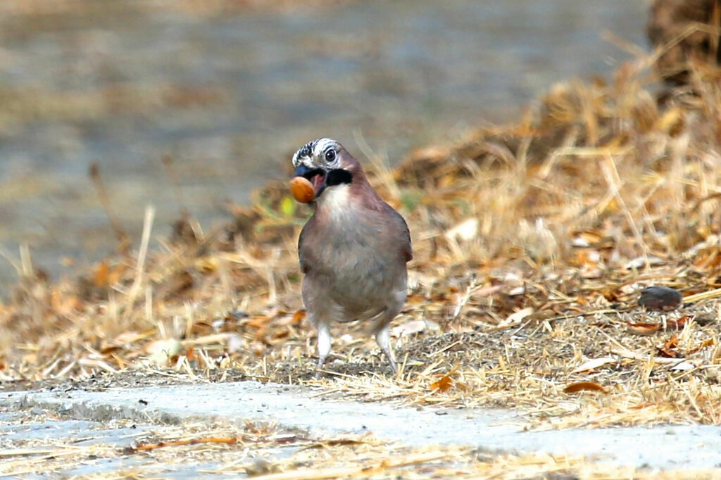 Eurasian Jay