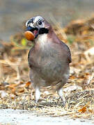 Eurasian Jay