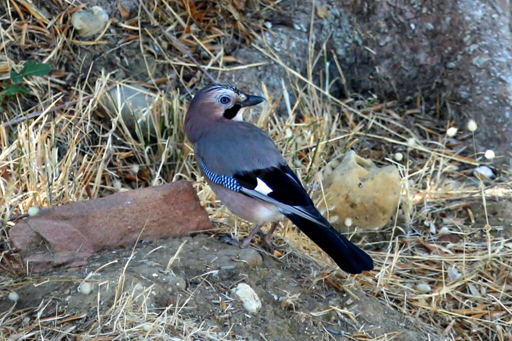 Geai des chênes