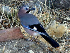 Eurasian Jay