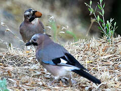 Eurasian Jay