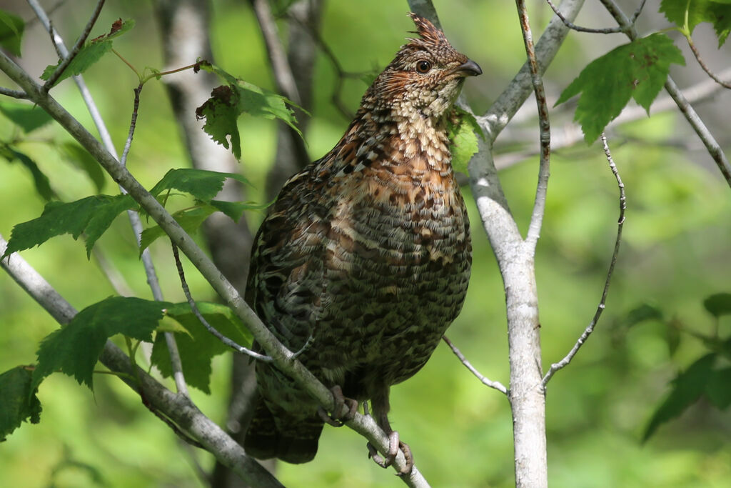 Ruffed Grouse