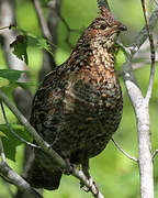 Ruffed Grouse