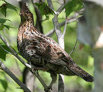 Ruffed Grouse