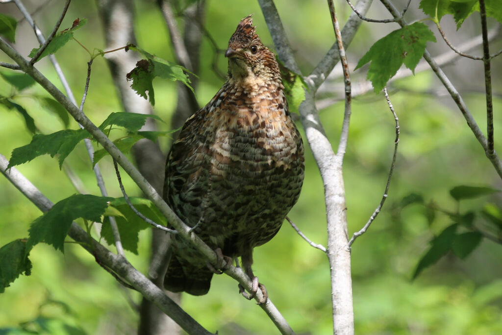 Ruffed Grouse