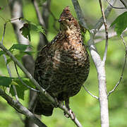 Ruffed Grouse