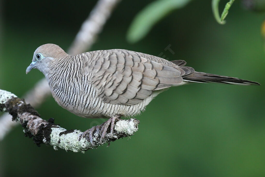 Zebra Dove