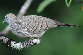 Zebra Dove