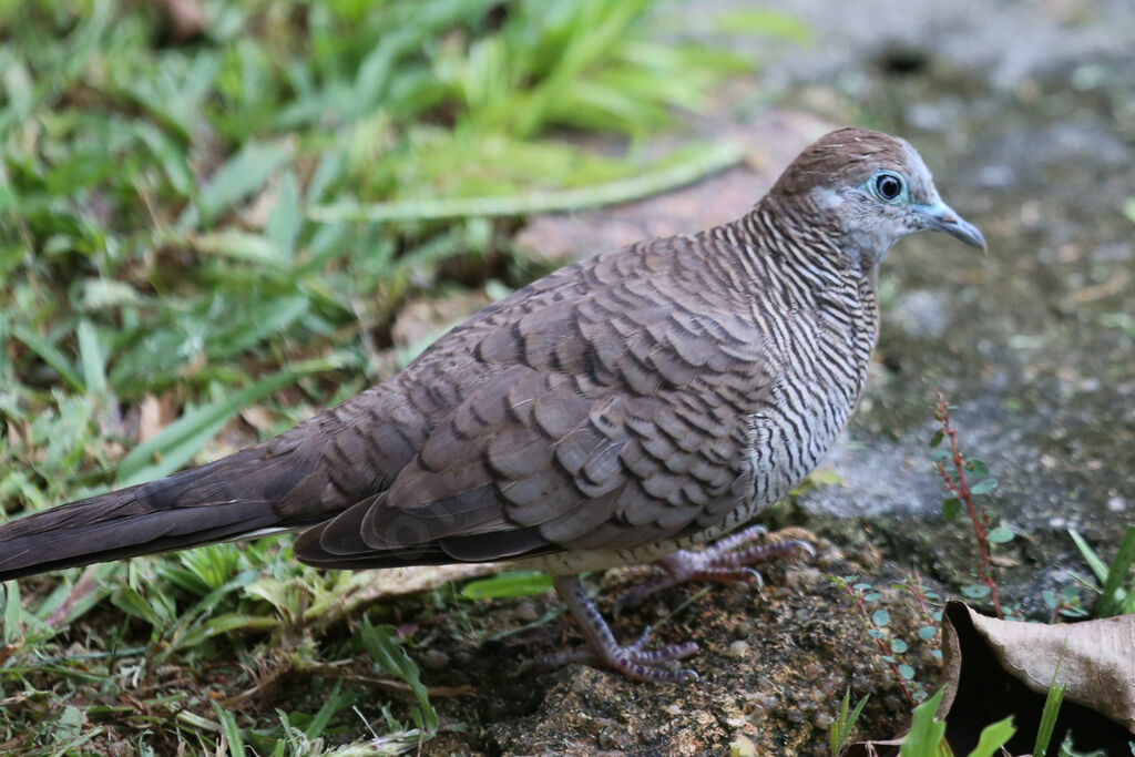 Zebra Dove